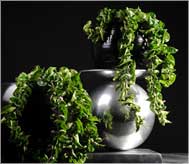 Hoya | Inspiratie
